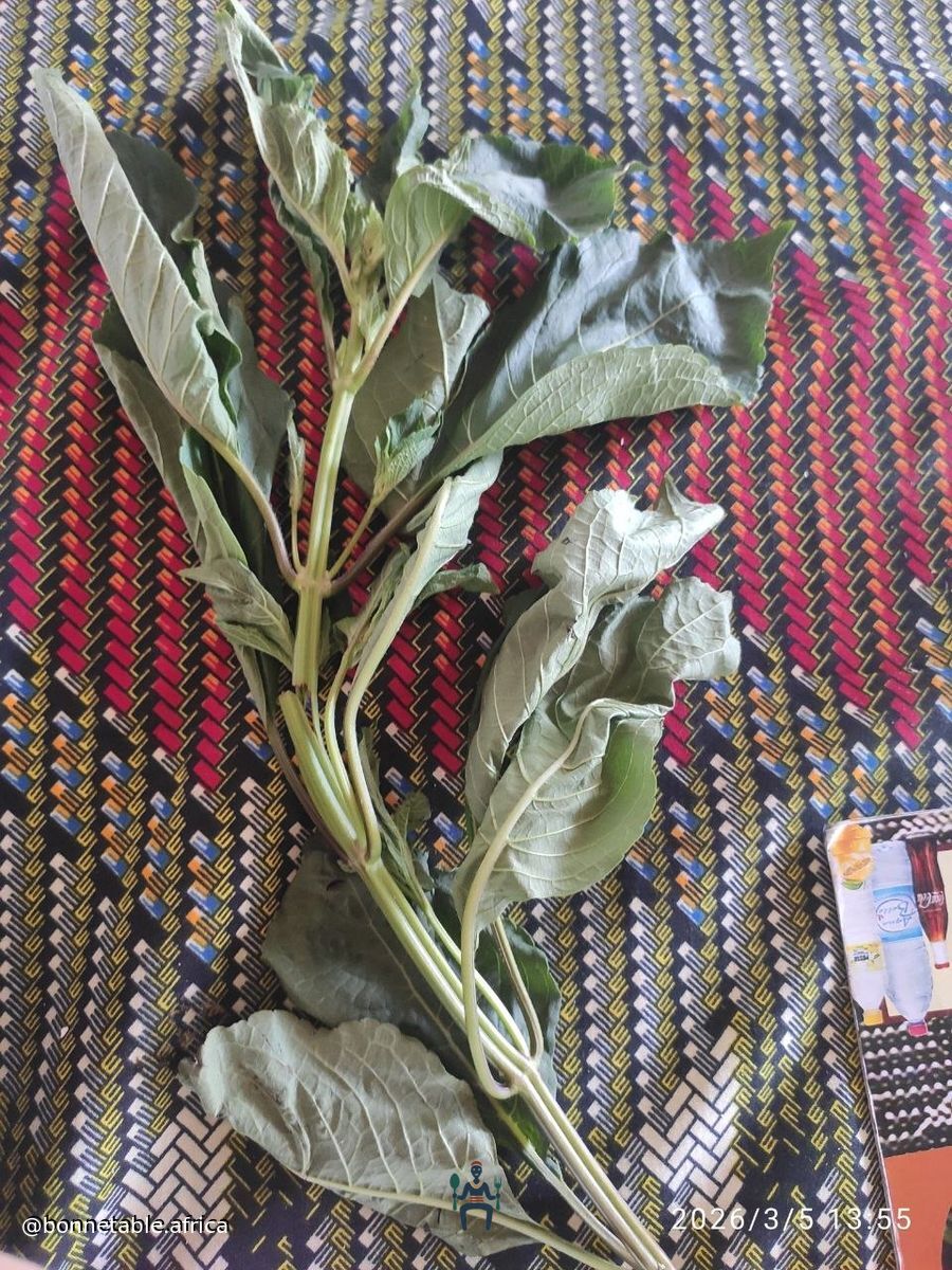 Chez Rachel - Photo 4